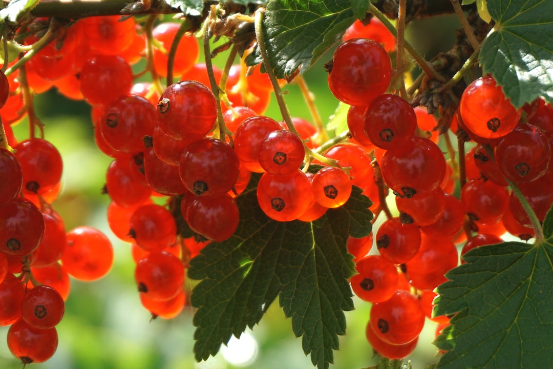 Садовые кустарники: смородина, малина, крыжовник — как выбрать и вырастить без лишних хлопот