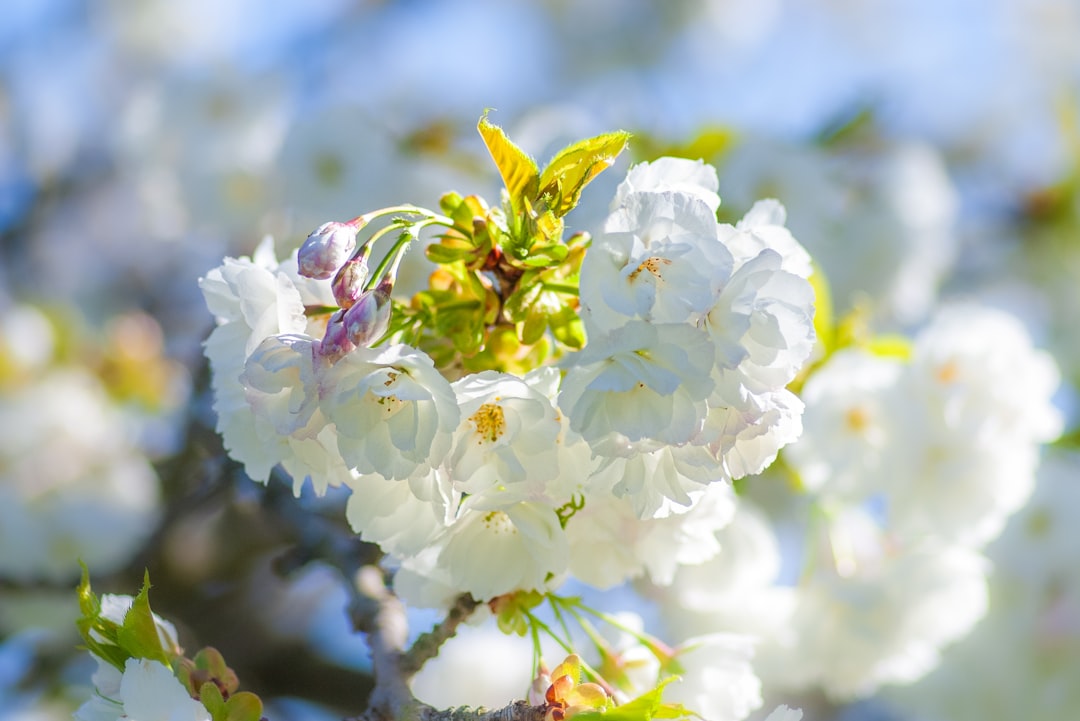 Многолетние цветы для сада: красота на годы без лишних хлопот